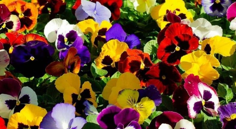 Παπατζάνης logo